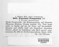 Tranzschelia pruni-spinosae image